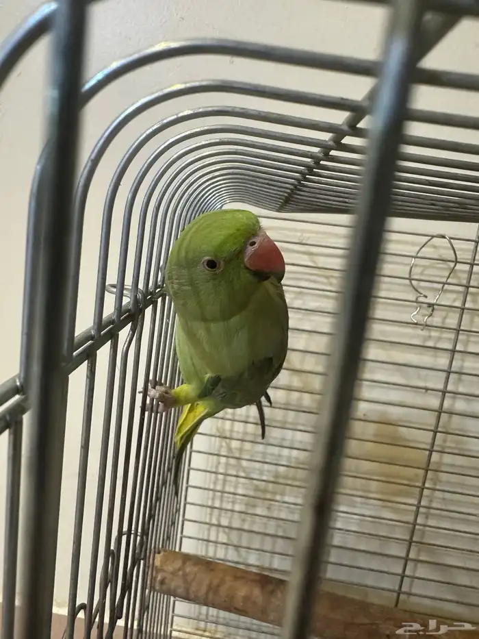 ببغاء الدرة 1