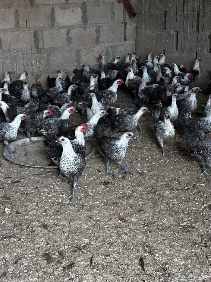 دجاج فيومي 0