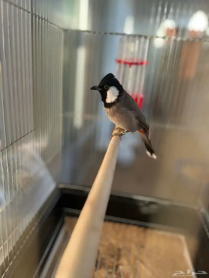 بلبول حساوي 0