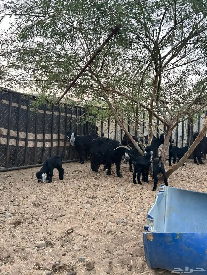 معزا عوارض للبيع في عسفان (تم البيع) 0