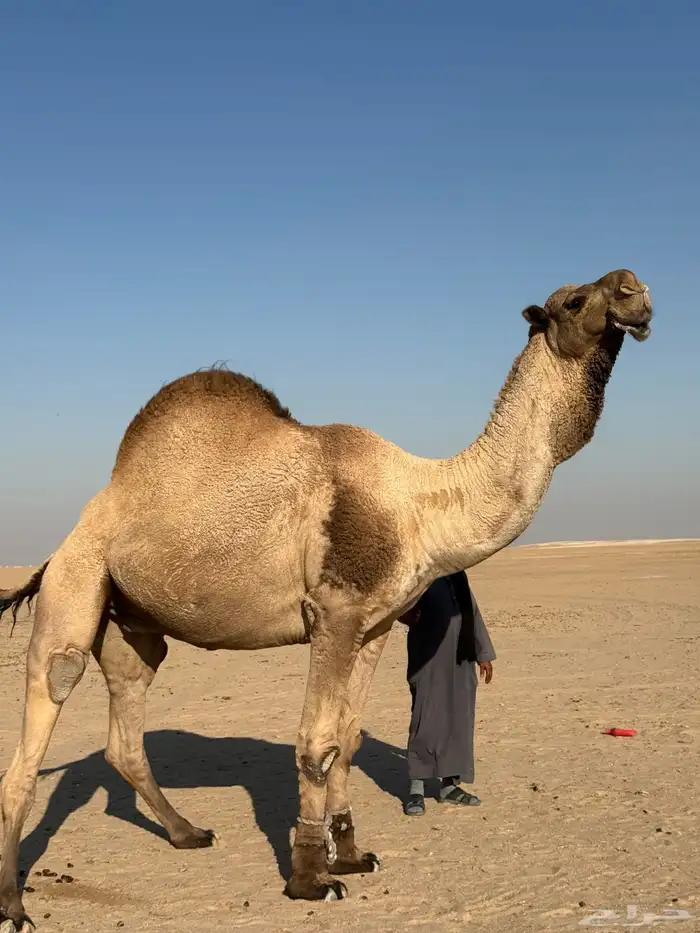 للبيع الفحل ساسه ولد عرنون 3