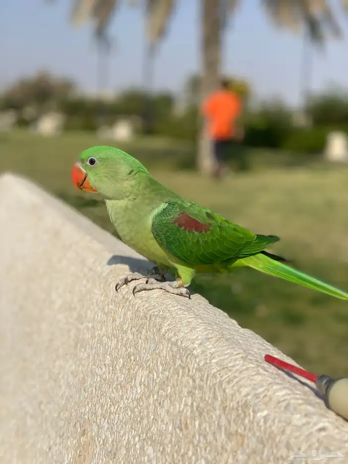 درة نيباليه هدد داخلي وخارجي واليفه معا الكل 0