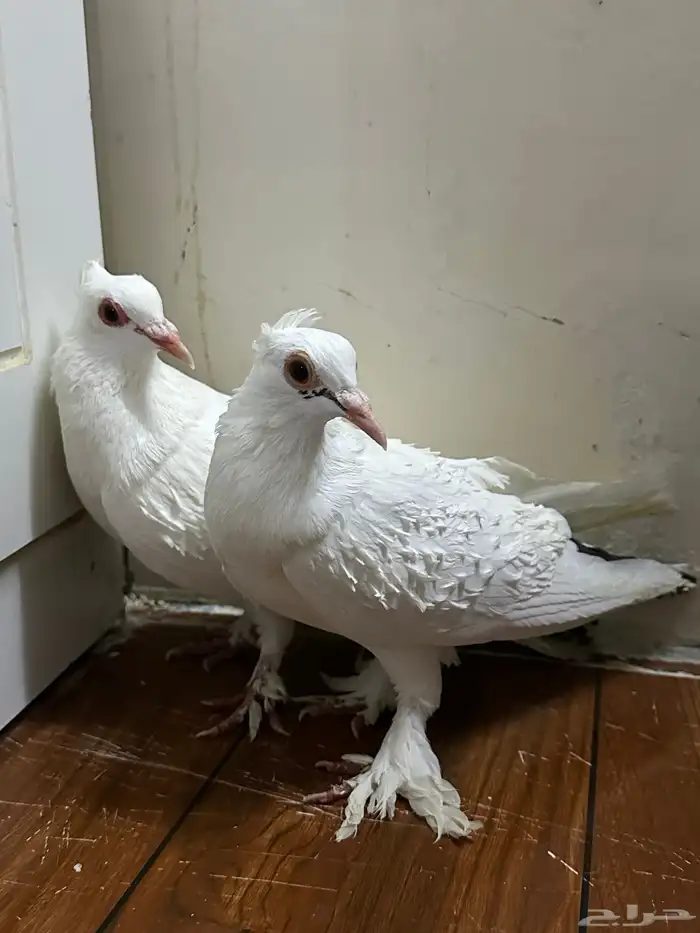 للبيع حمام زينه 2