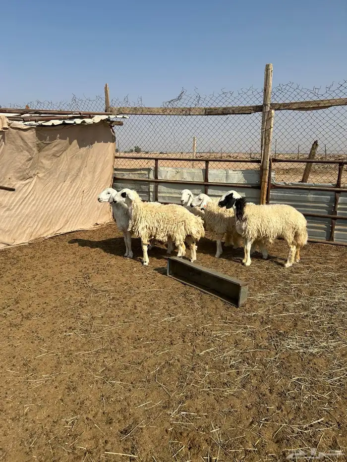 حريات للبيع. عدد 5 1