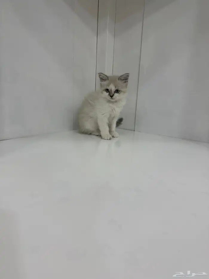 قطه صغيره للبيع 5