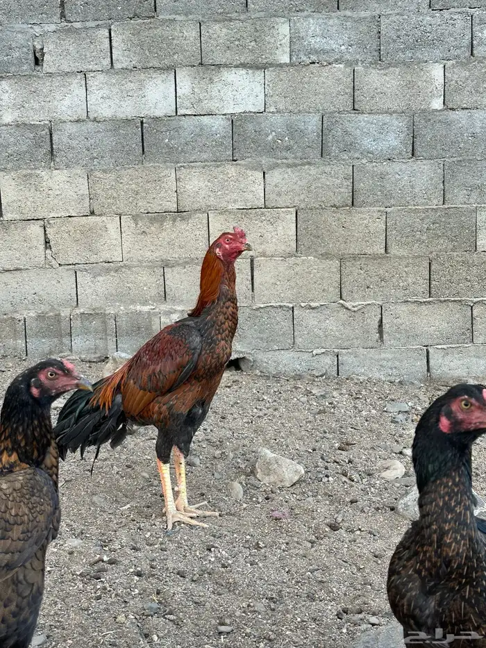 ديك باكستاني سندي 5