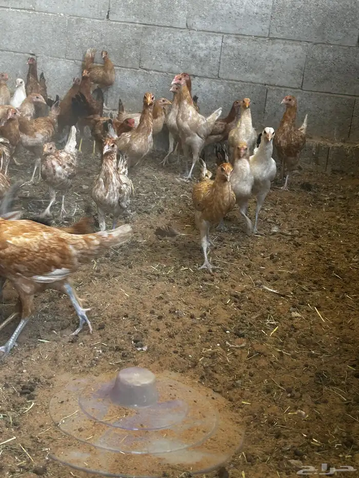 البيع دجاج بلدي 0