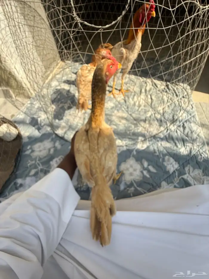 طقم دجاج باكستاني 6