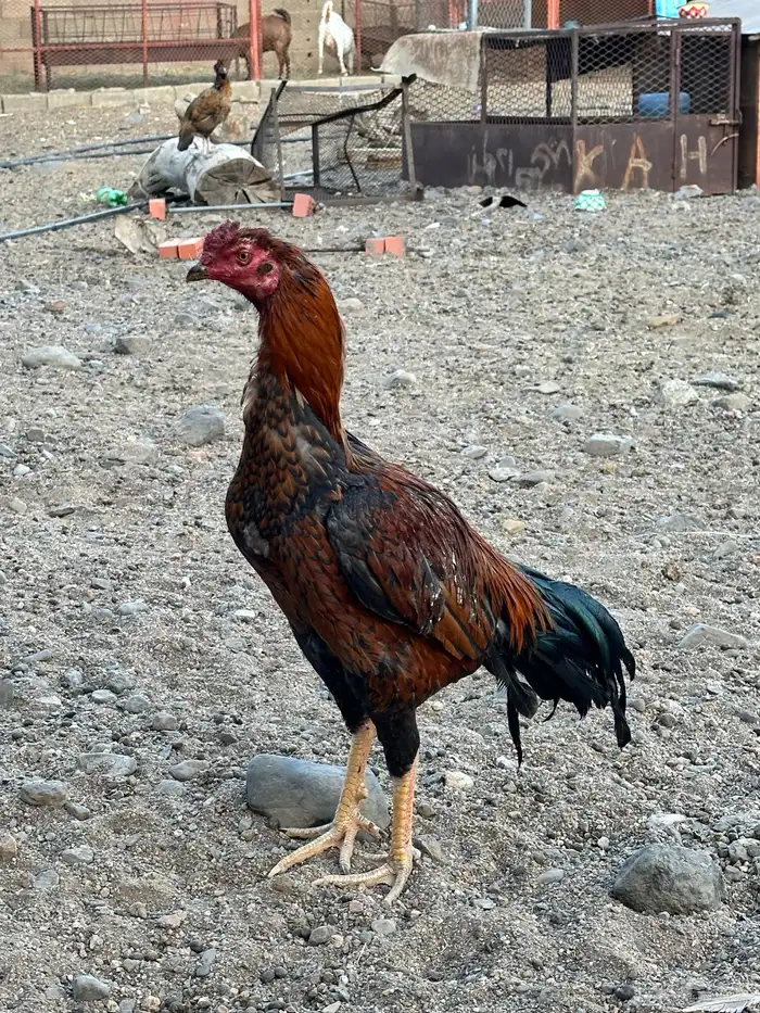 ديك باكستاني سندي 1