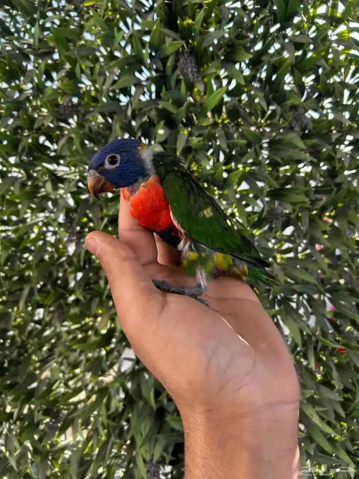 فرخ لوري رينبو اليف وبدايه هدد و نهاية غر 0