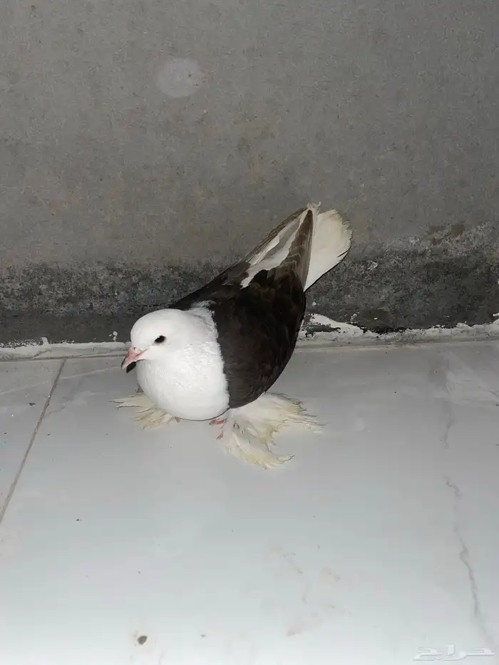 حمام للبيع 3