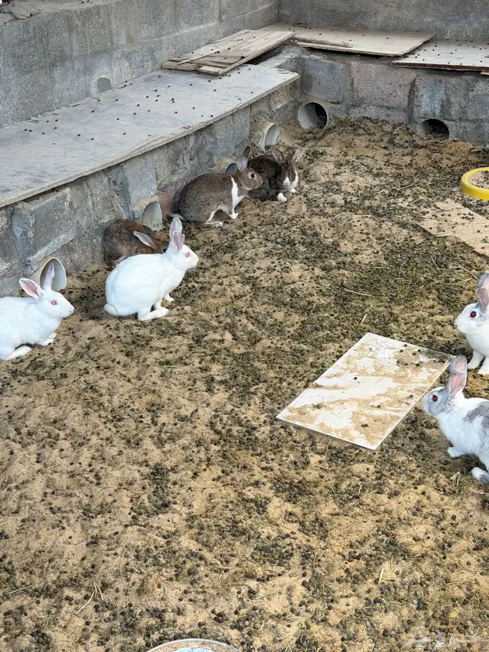 ارانب اناثي وذكر واحد 1