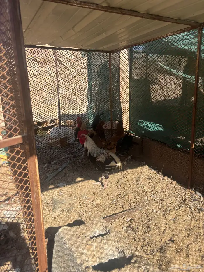 ديكين شوكي ودجاجتين عربي افرق 7