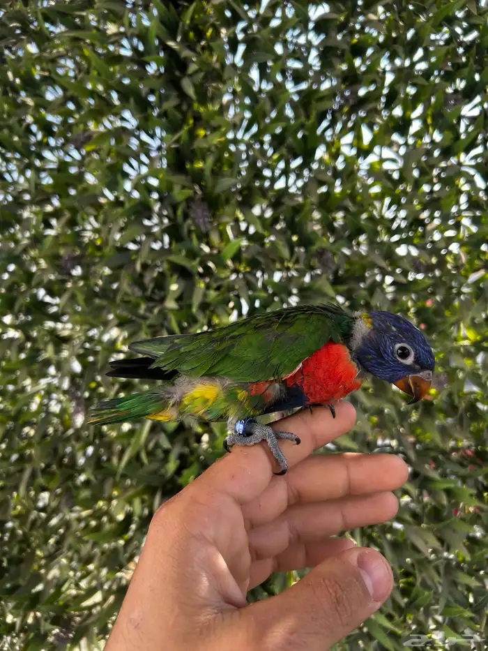 فرخ لوري رينبو اليف وبدايه هدد و نهاية غر 4