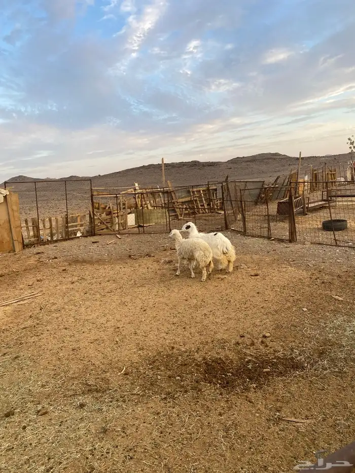 للبيع رخل جذعات حيل ذبايح 5