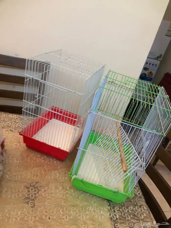 عصافير بادجي انتاجي 1