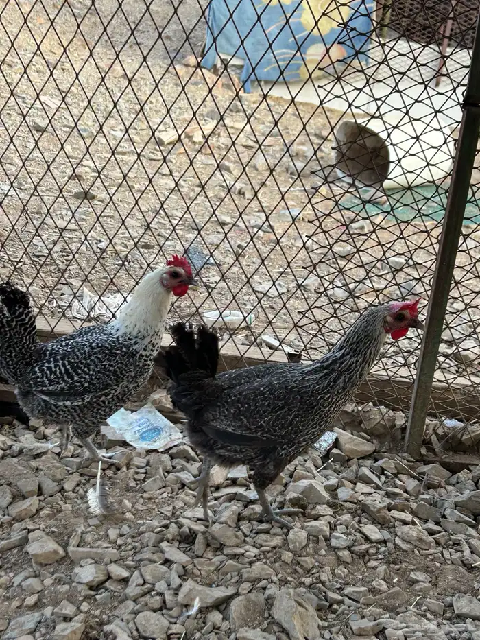 دجاج بلدي بياض 0