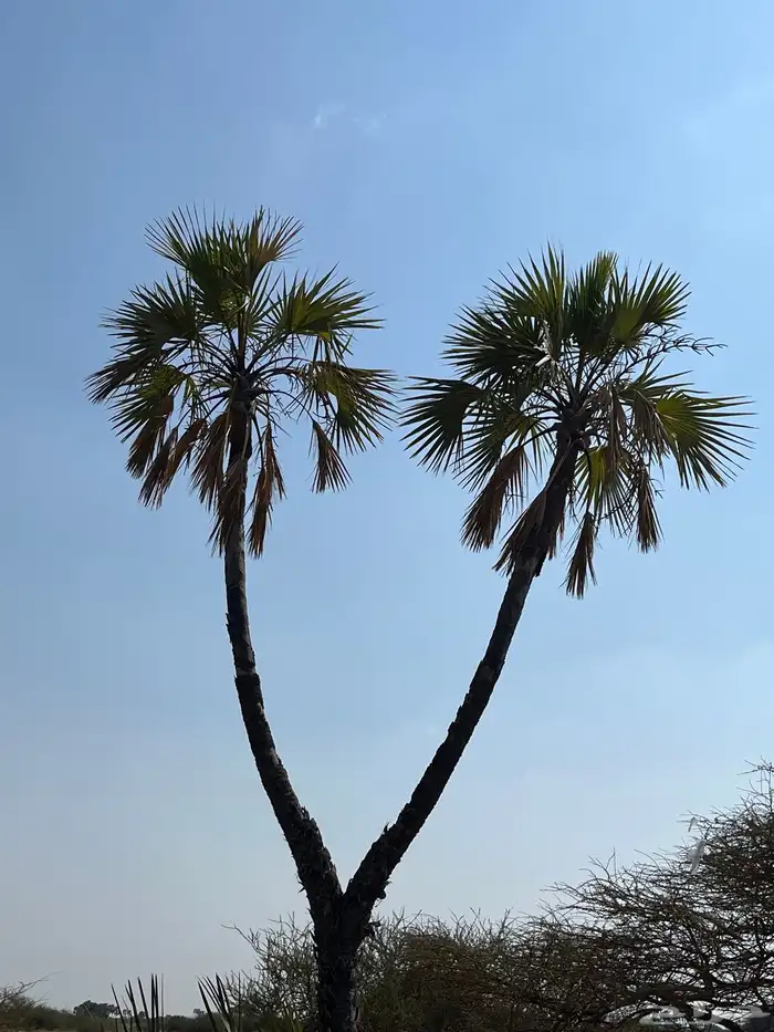 نخل دوم صنوان 1