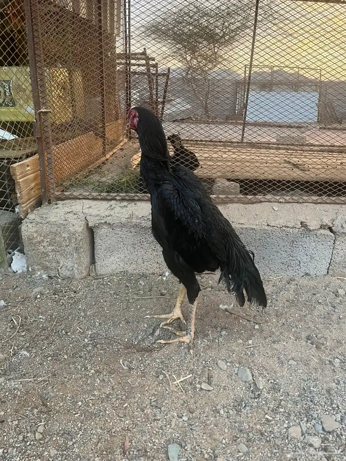 ديك شامو اللماني اسود صك للبيع 2