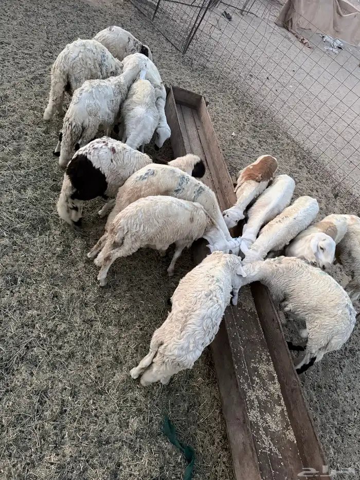 سواكني مربى 1