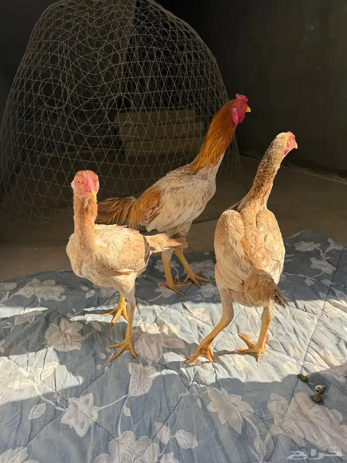 طقم دجاج باكستاني 2
