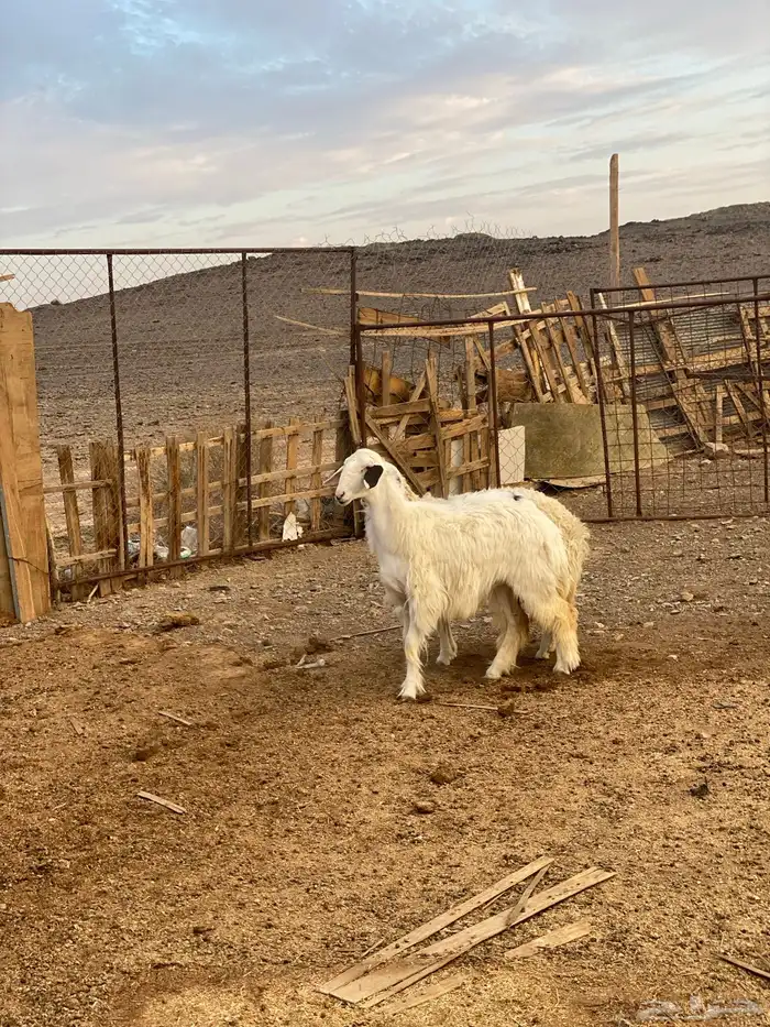 للبيع رخل جذعات حيل ذبايح 3