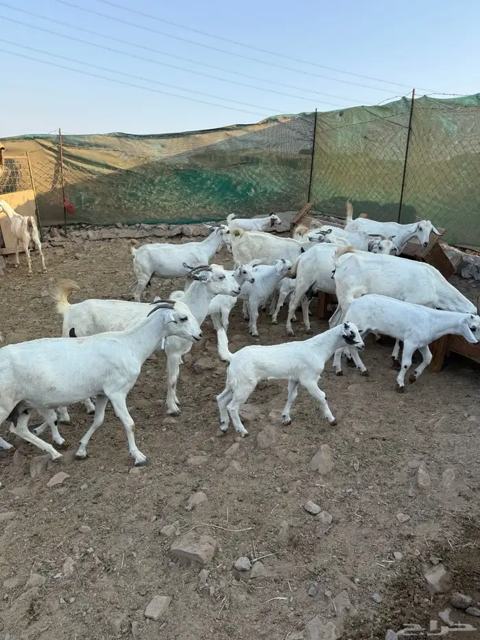 10 ماعز بيشيات صنف الصنف معها 10 2