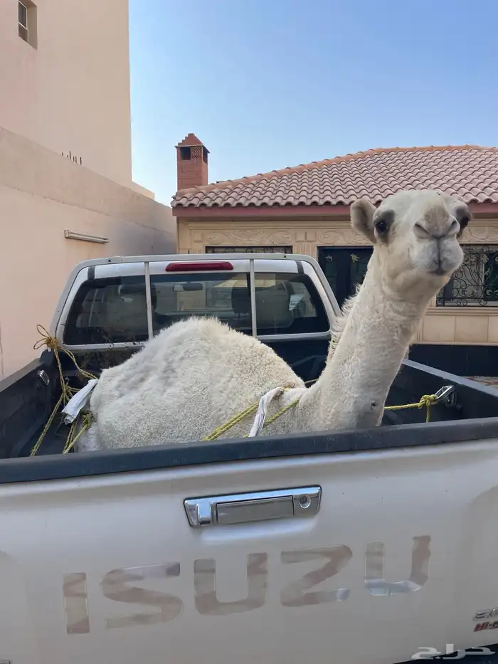 حاشي فل شحم مفرود عمره سنه 0