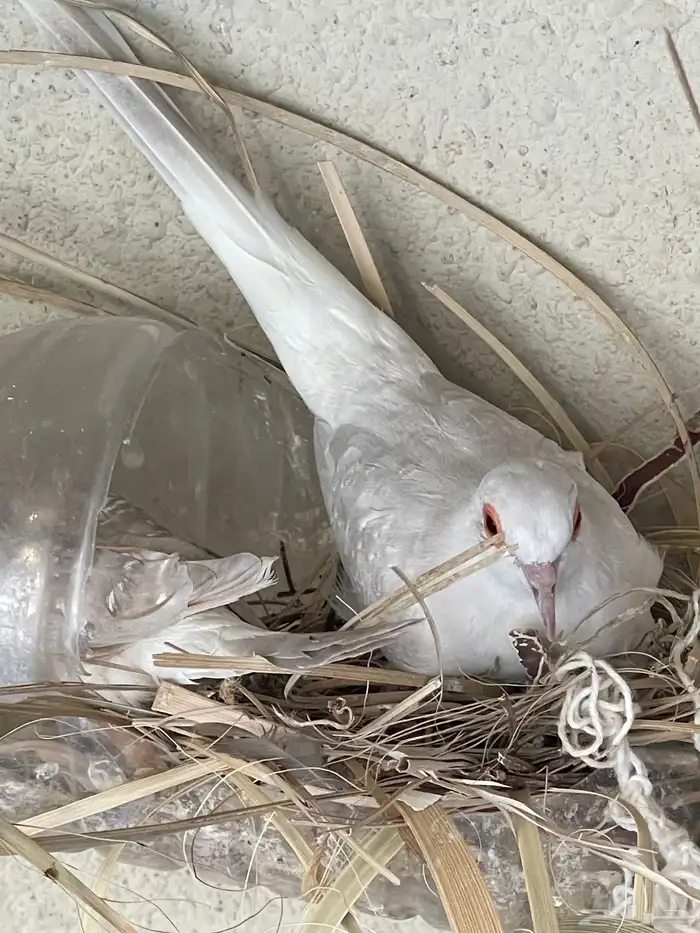 حمام يمام ملكي ماسي 41