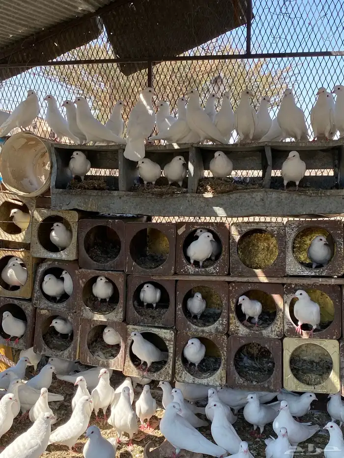 حمام فرنسي منتج شرط 3