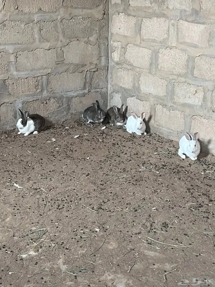 للبيع ارنب 1