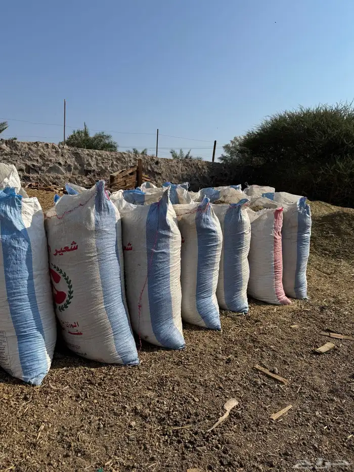 دمن نضيف للبيع 1