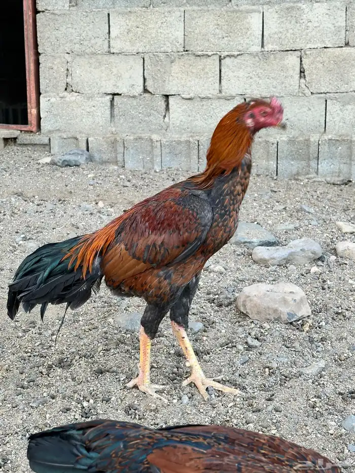 ديك باكستاني سندي 2