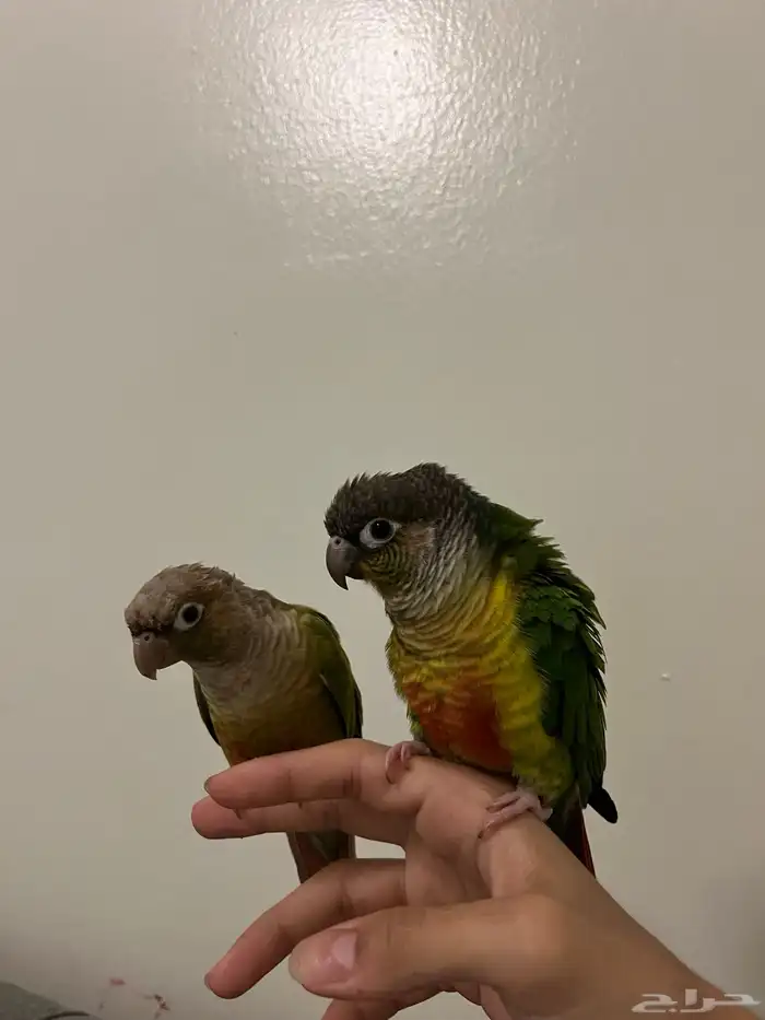 جوز ببغاء كنيور اليف 0