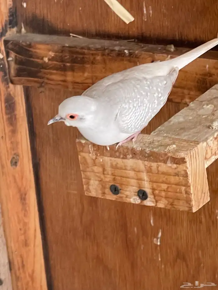 حمام يمام ملكي ماسي 8