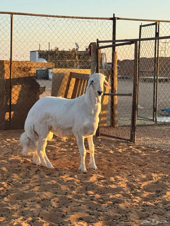 مشاريع فحول 2