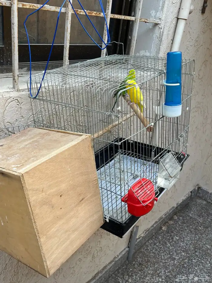 بادجي طيور حب 1