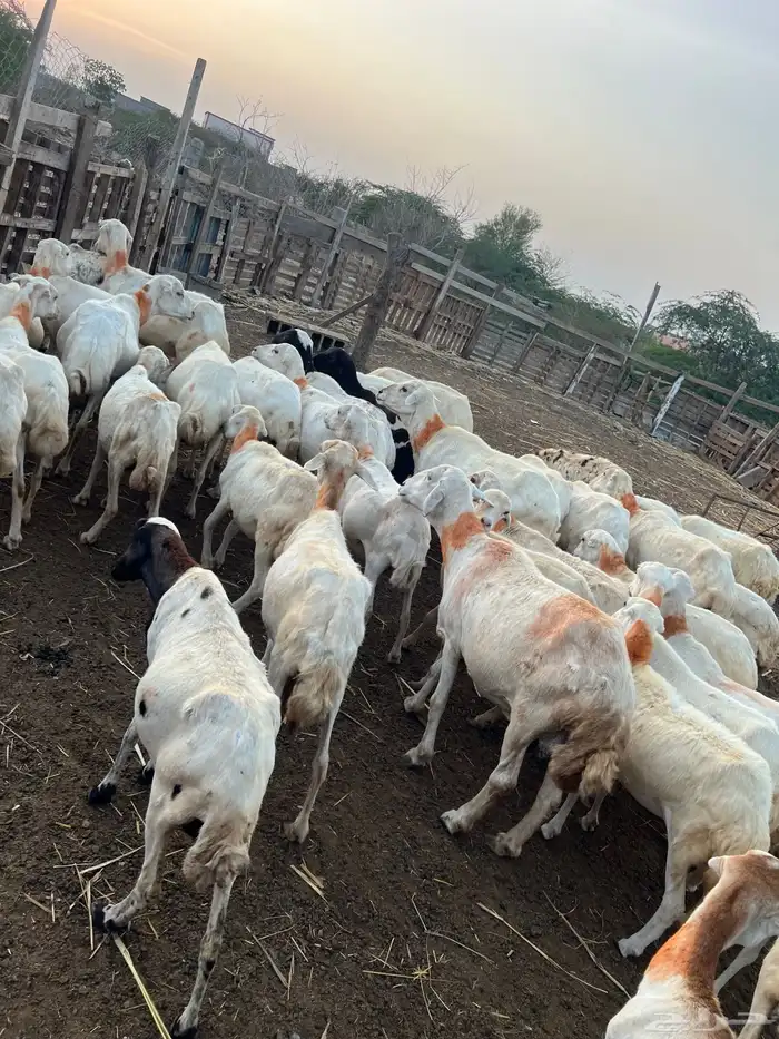 ضان العدد 45 دوار وفيها قرايب وفيها البعيده 3