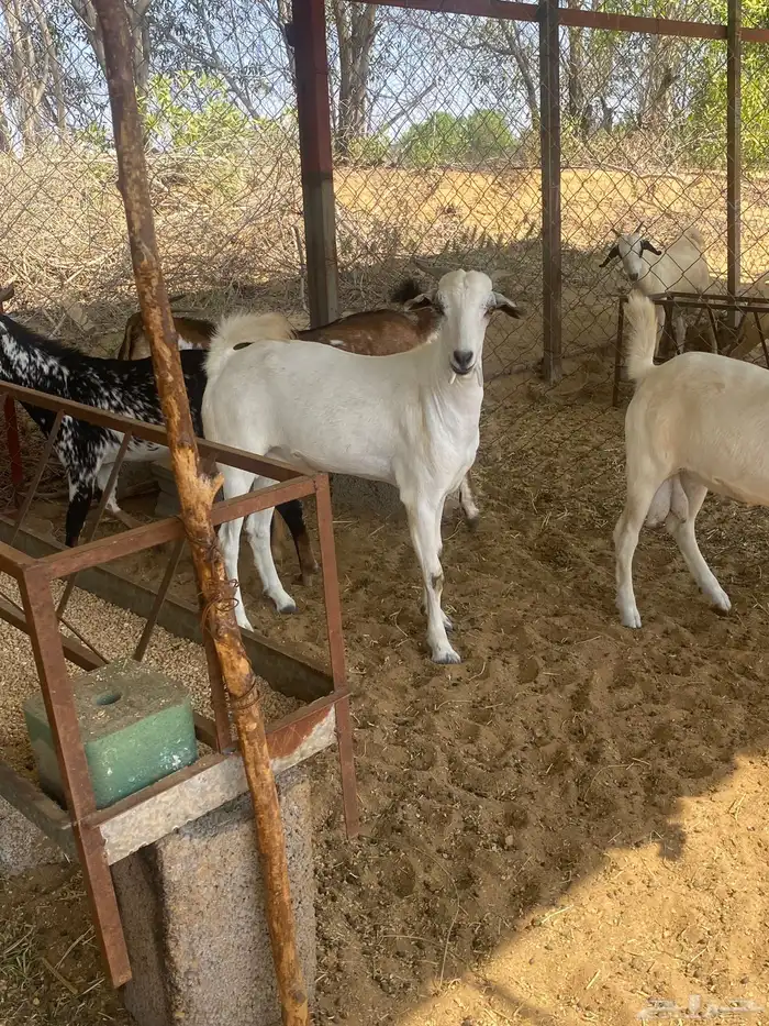 تيوس ذبايح مقفله شحم ولحم 0