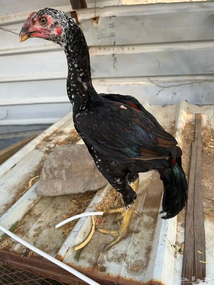 فروخ سندي (باكستاني ) فوليا. تم البيع 2