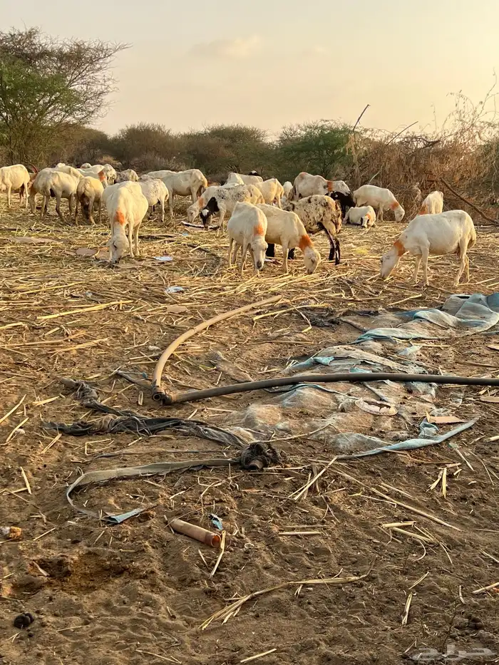 ضان العدد 45 دوار وفيها قرايب وفيها البعيده 1