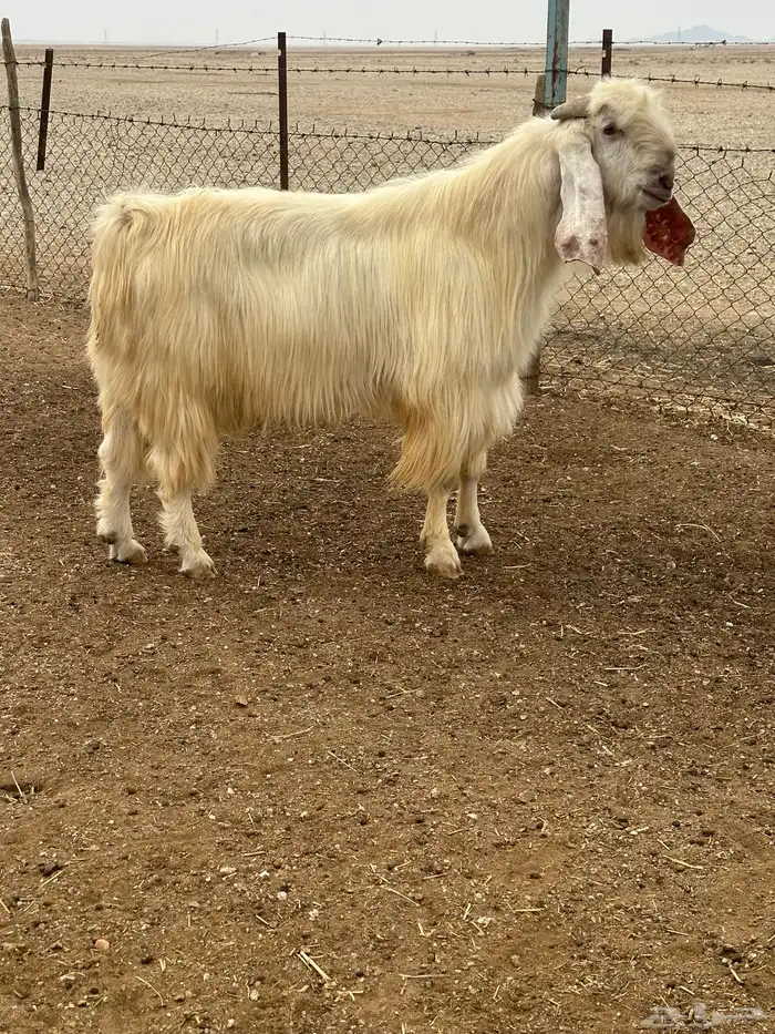 تيس فحل طيب 1