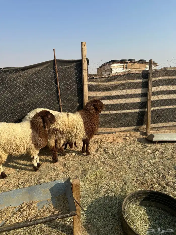 جذعات نعيم  صنف العمر ثمان شهور 0