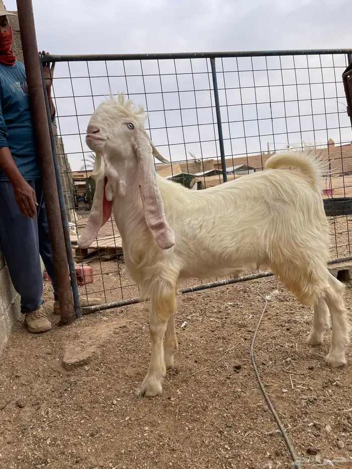 تيس مشروع فحل ابرص مطور 14