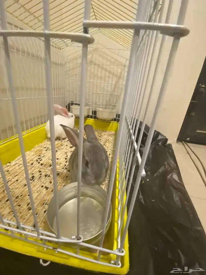 ارانب للبيع 0