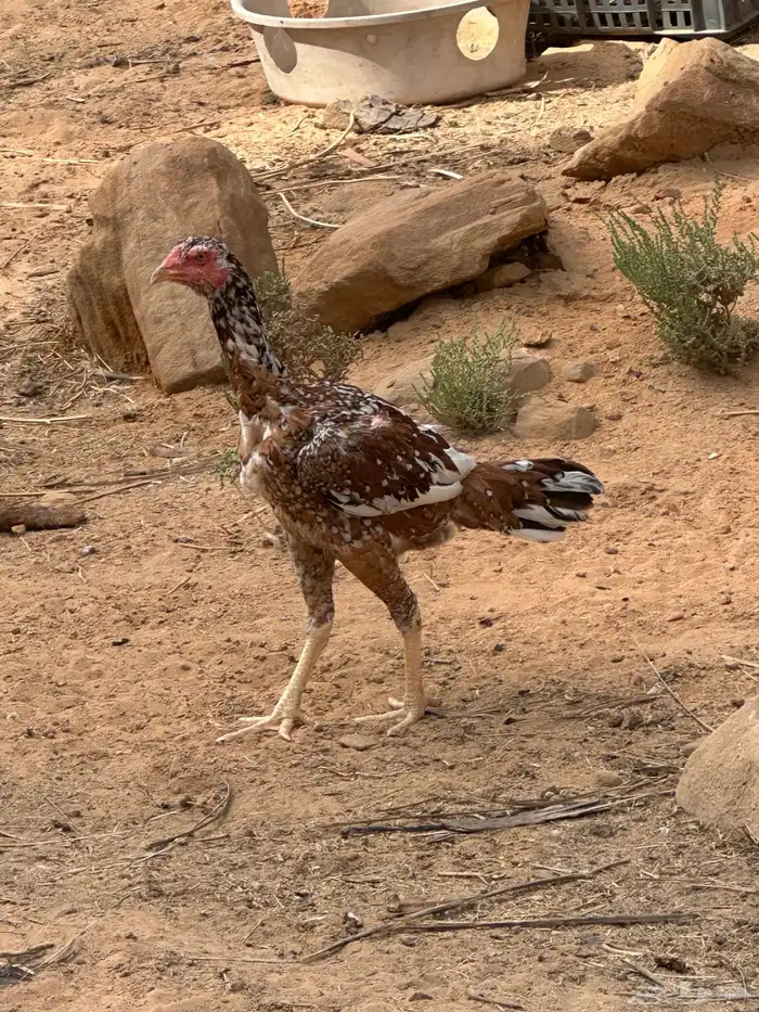 دجاجه سنديه 2