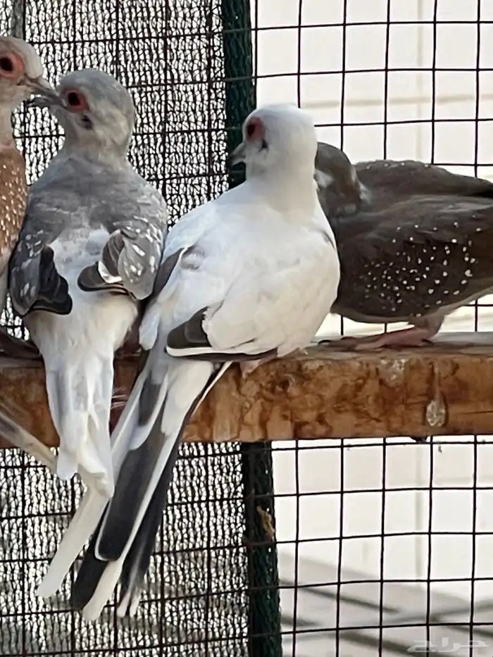 حمام يمام ملكي ماسي 26