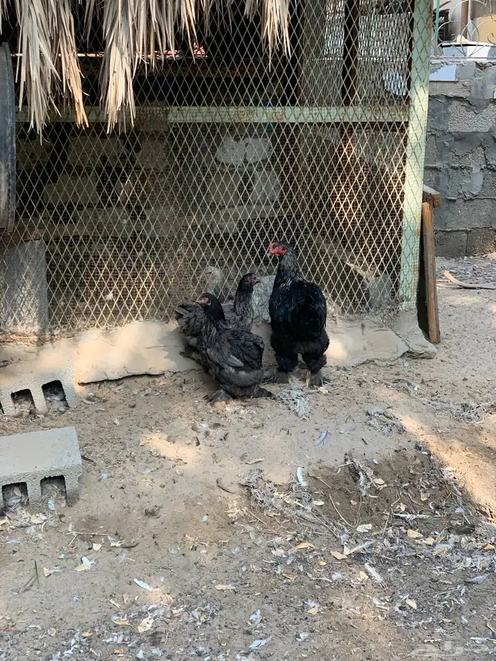 للبيع دجاج براهما 2