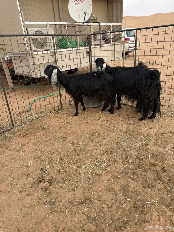 البيع معزه عوارض مراح واحد شرط 1