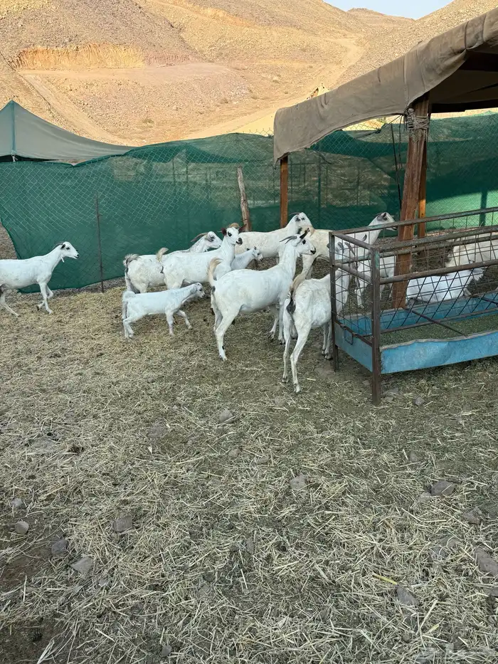 10 ماعز بيشيات صنف الصنف معها 10 12